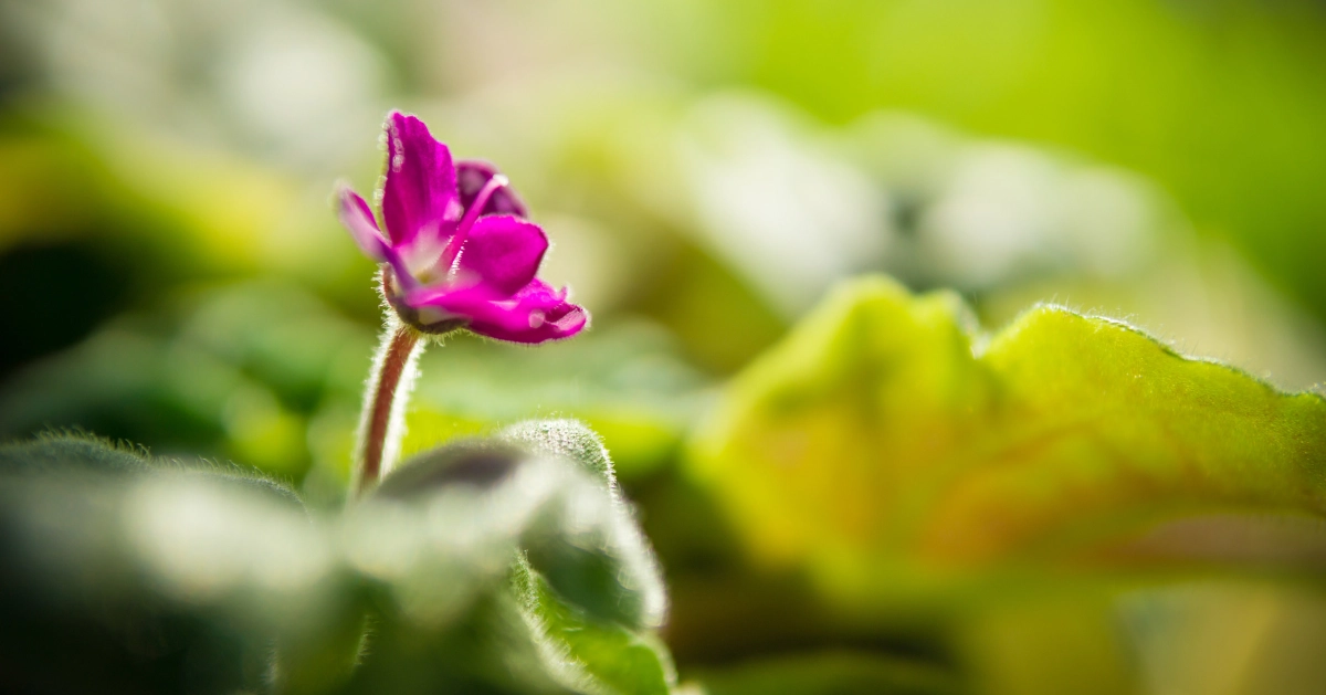 Pink flower standing alone