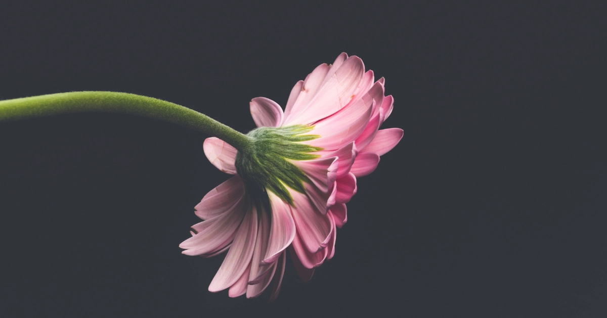 Pink flower in front of a dark background.