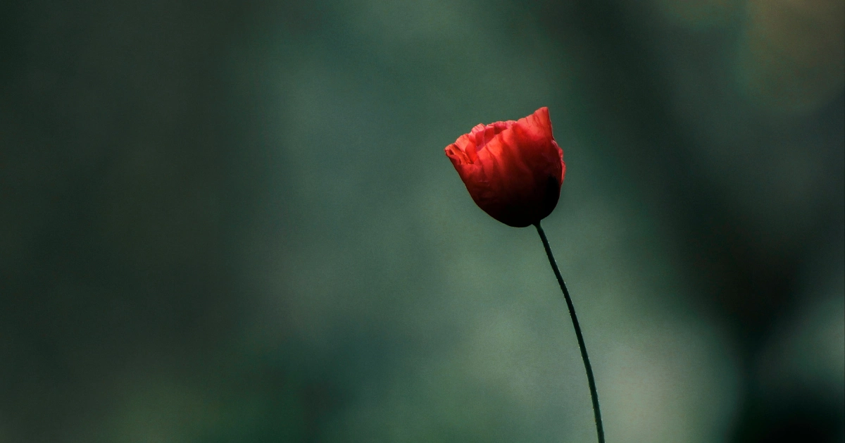 A single red flower.