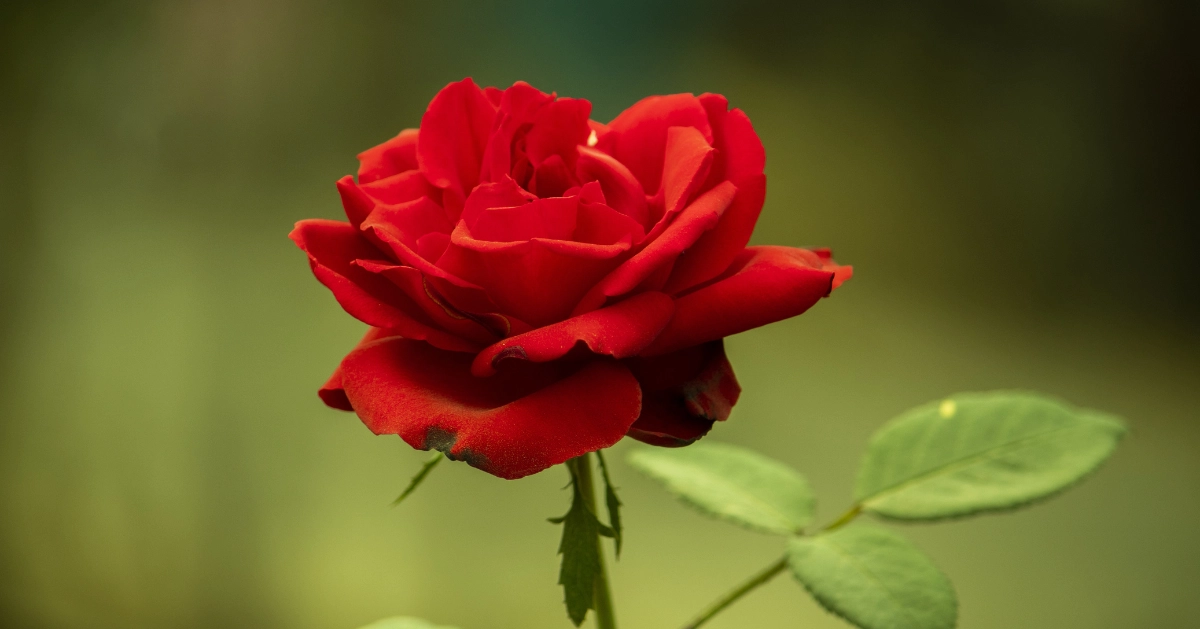 Red Rose
