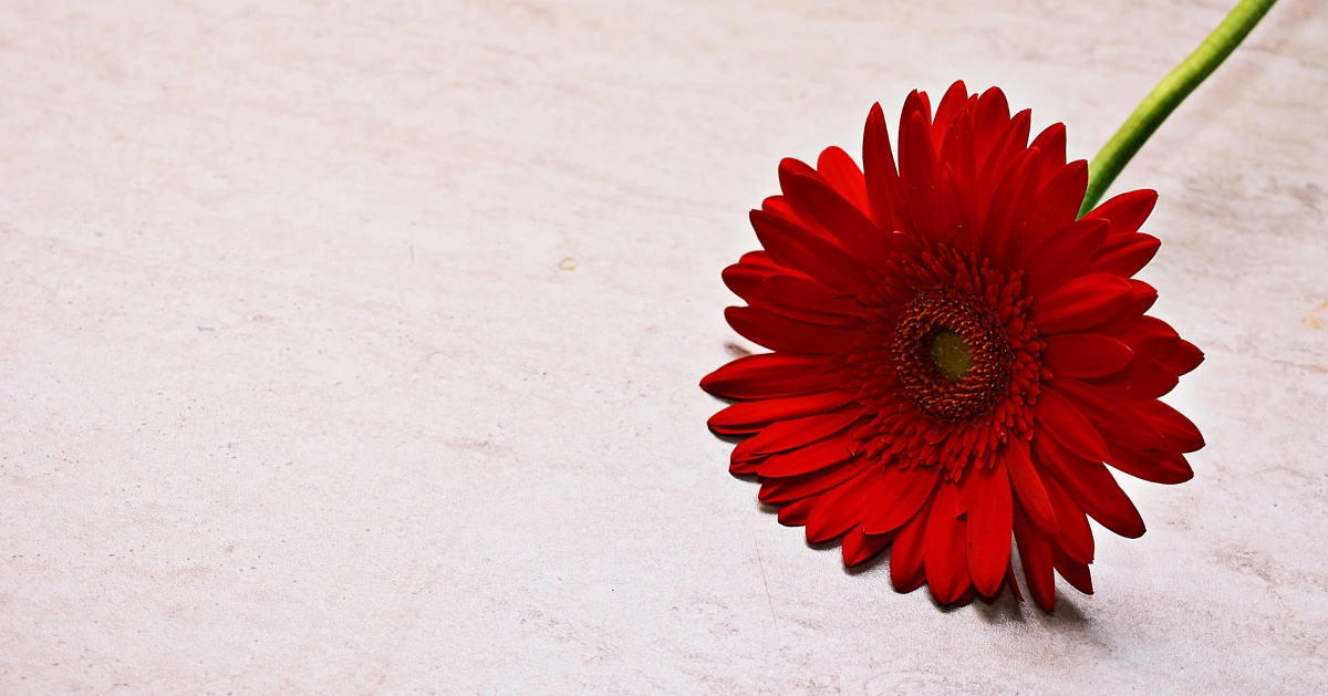 Red Flower.