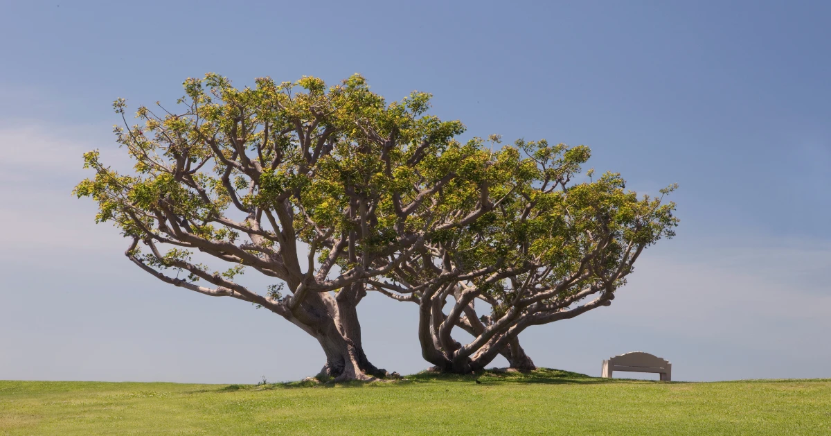 Two trees intertwined